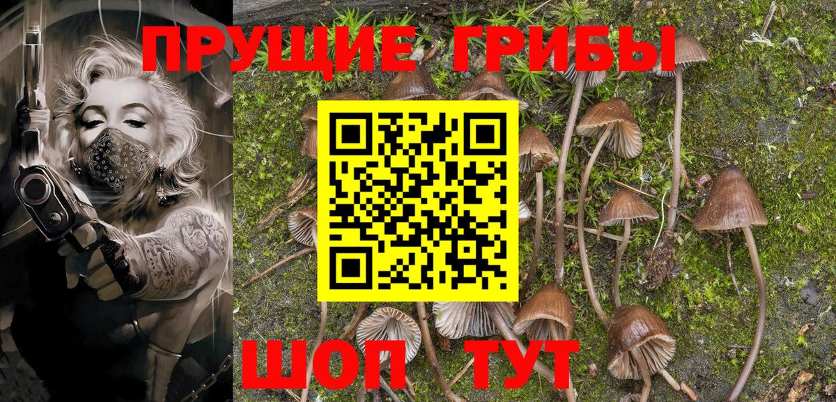 Псилоцибиновые грибы Psilocybe Лабытнанги